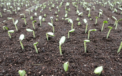 Right after germination image