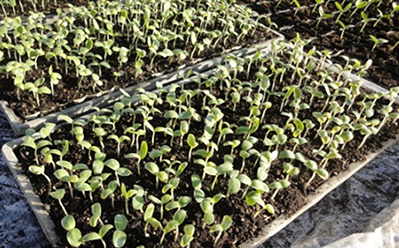 Raising of seedling in the boxes/ After germination image