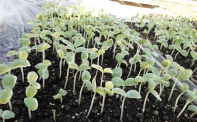 Raising of seedling in the boxes (2)/ In the pare pots image