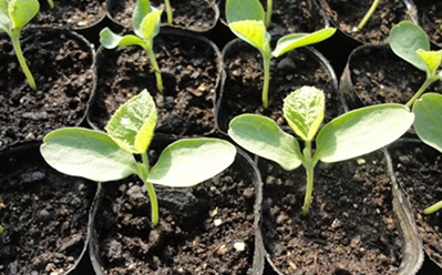 Day of 19th after germination image