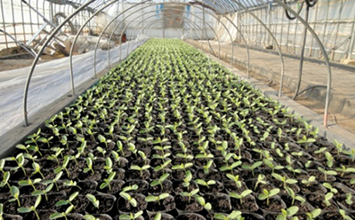 The seedlings which are under growth (2.5 leaves) image