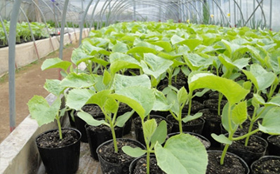 Scene of the permanent planting at the greenhouse tunnels. image