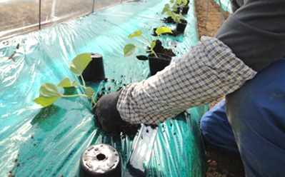 After permanent planting Capping with paper protections image