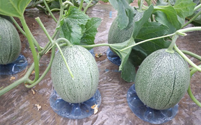 Putting the pedestal under the melons image